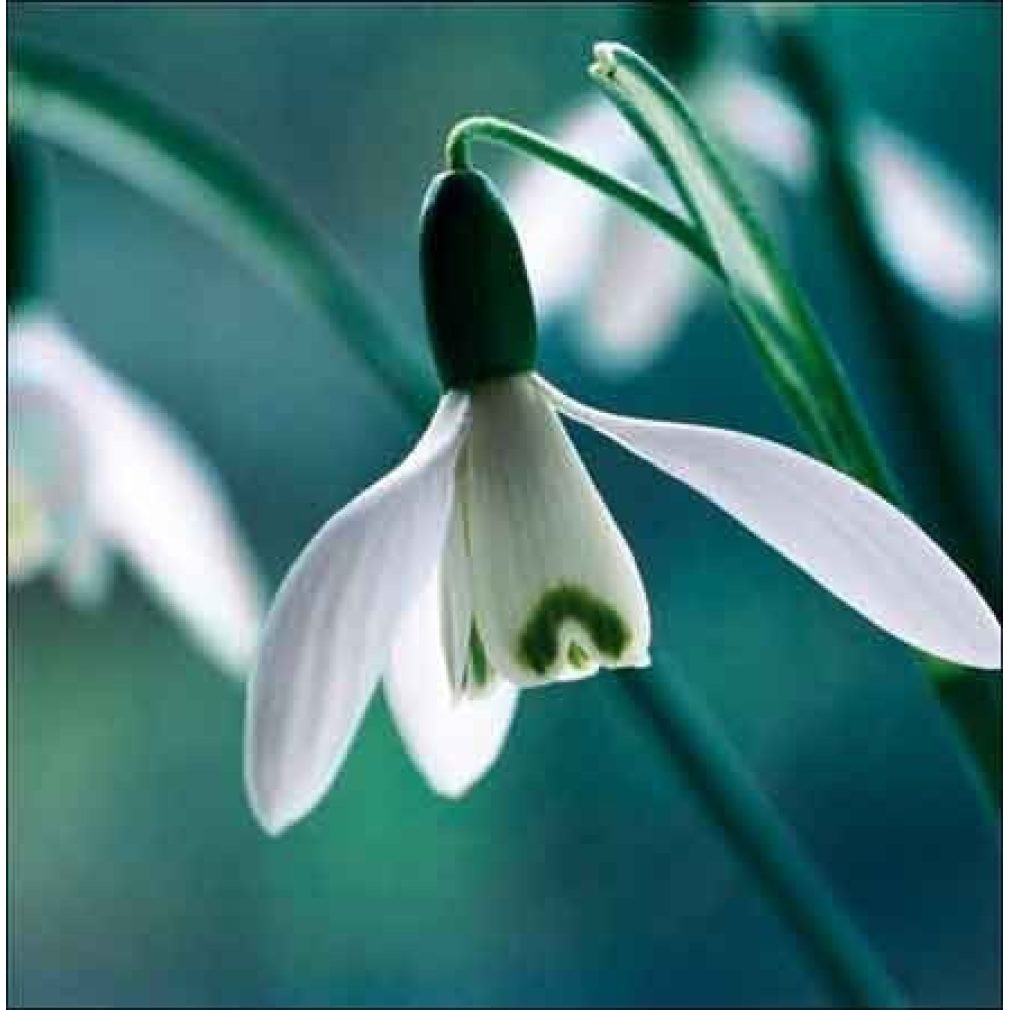 Christmas Cards pack of 10, Snowdrops (by Woodmansterne)