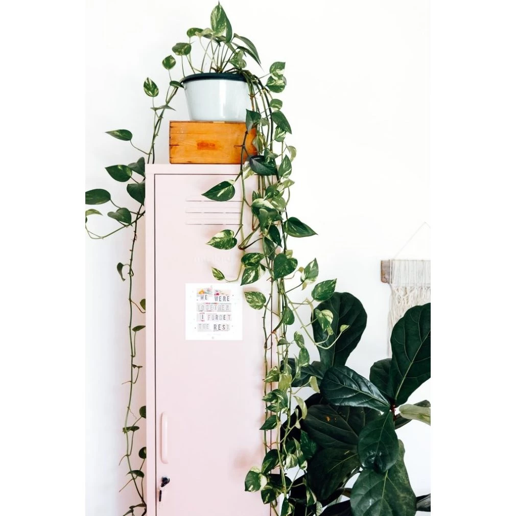 Skinny Locker by Mustard Made - Blush Pink
