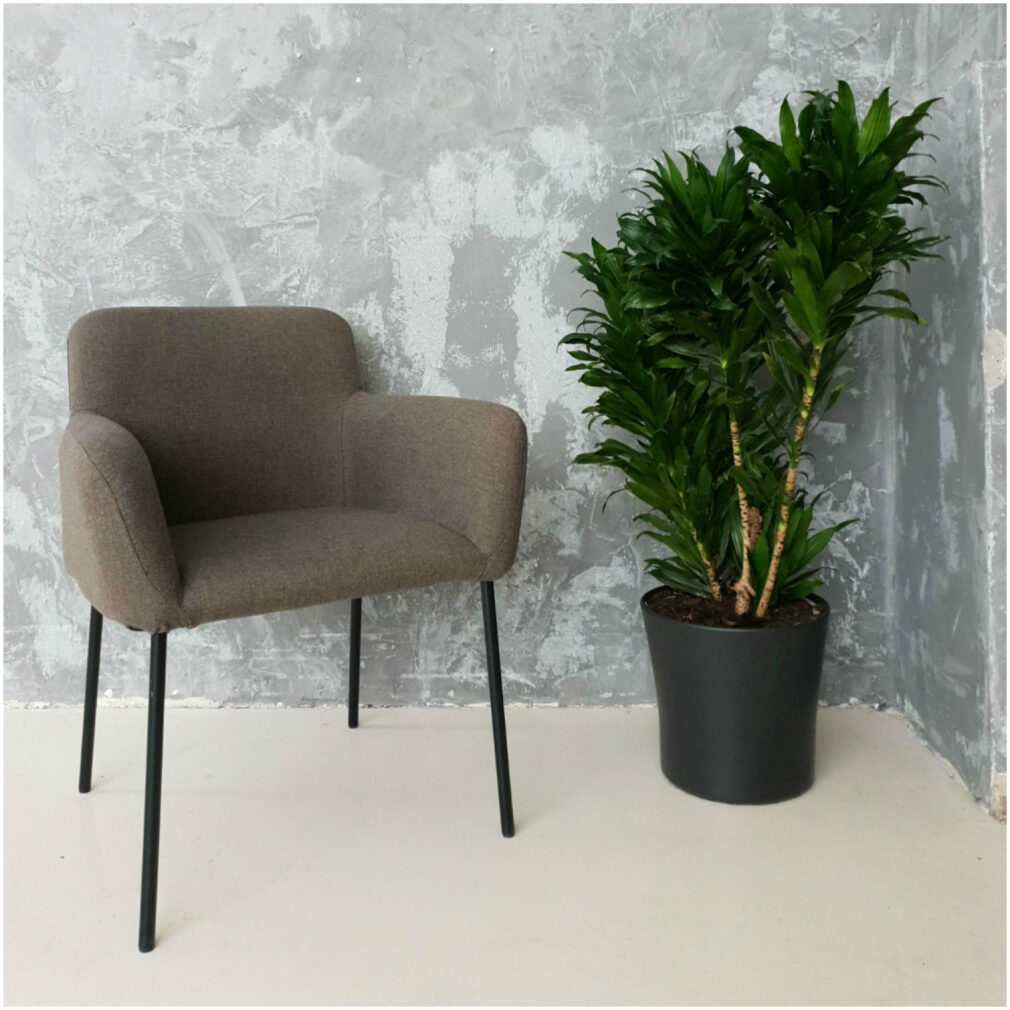 Bella Dining Chair / Armchair
