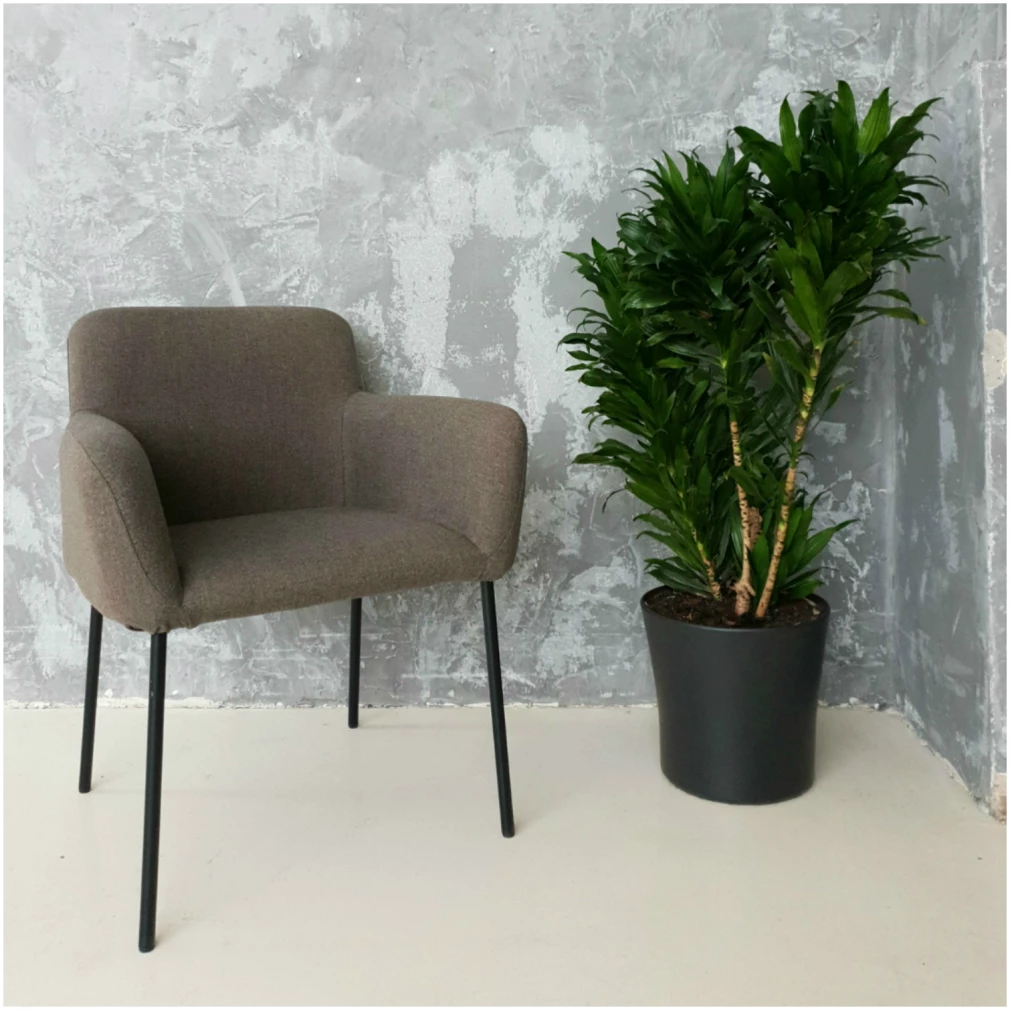 Bella Dining Chair / Armchair