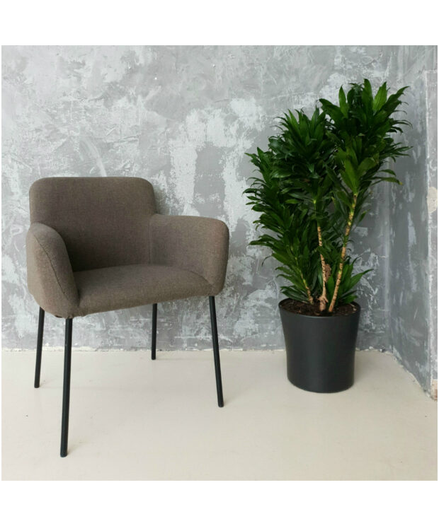 Bella Dining Chair / Armchair