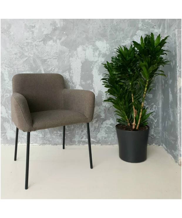 Bella Dining Chair / Armchair
